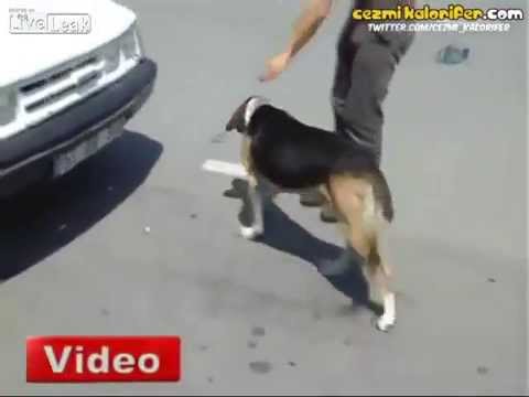 Video: Šuo ant mašinos stogo - 