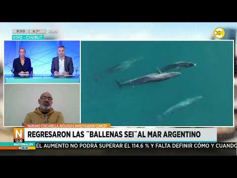 Regresaron las ballenas Sei al mar argentino: hablamos con Mariano Coscarella ?N8:00? 03-05-24