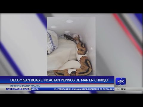 Decomisan boas e incautan pepinos de mar en Chiriqui?