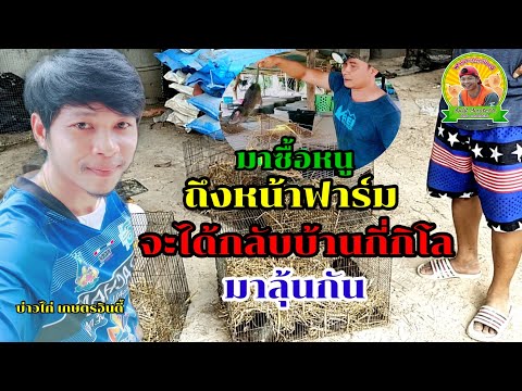 มารับซื้อหนู-ถึงหน้าฟาร์มวันนี มารับซื้อหนู-ถึงหน้าฟาร์มวันนี
