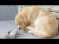 Golden Retriever Comforts Crying Kitten While Mother Cat Is Away  Touching Scene