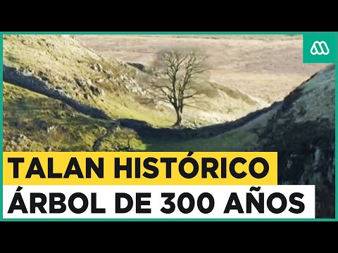 Talan histórico árbol de 300 años en Gran Bretaña