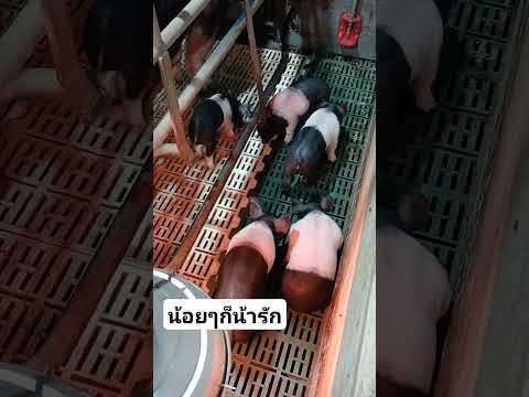 หมูน้อยน้ารัก