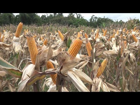 Productores de maíz contaran con dos nuevas variedades de semilla