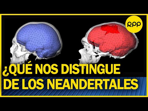 ¿Cuál es la diferencia entre un cerebro humano actual y el de un neanderthal?