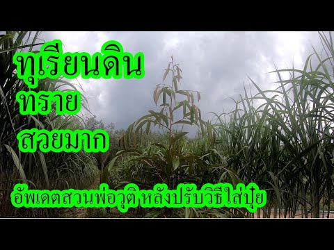 ปลูกทุเรียนบนดินทราย-ทำได้สวยม ปลูกทุเรียนบนดินทราย-ทำได้สวยม