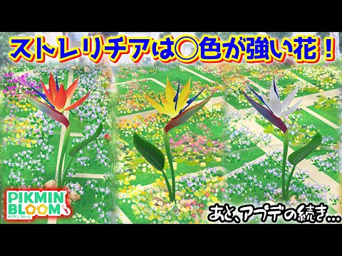 【ピクミンブルーム】ストレリチアは◯色が強い花！【Pikmin Bloom】