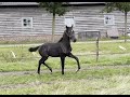 Dressage horse Real Dior - Mooi, groot, zwart hengstveulen