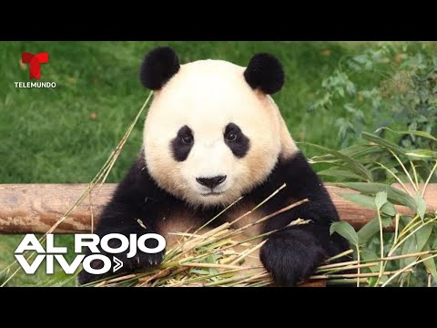 Miles despiden a la famosa panda Fu Bao en Corea del Sur| Al Rojo Vivo | Telemundo