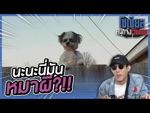 หมาผีเกาะที่ริมรั้ว!!-I-VRZO หมาผีเกาะที่ริมรั้ว!!-I-VRZO