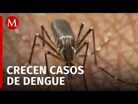 Aumento de contagios de dengue en Puebla y Coahuila