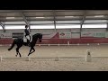 Dressage horse Zeer talentvolle 4-jarige Ster/IBOP Ferdinand merrie