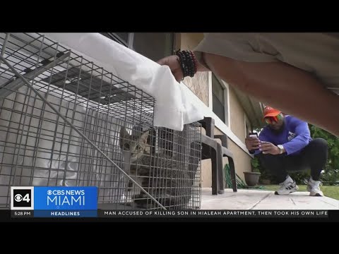TrapKing animal rescuer comes down to South Florida to help with stray cat problem