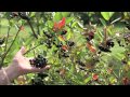Черноплодная рябина : WPT The Wisconsin Gardener - Aronia- A Hardy Superfruit