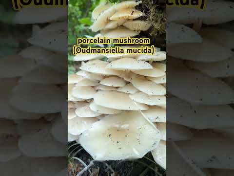 porcelainmushroom(Oudemans