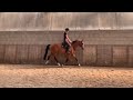 Show jumping horse Mooie 4 jarige goedgefokte springmerrie