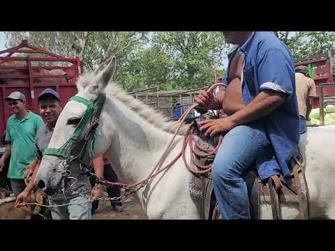 Se vende Mula en El Tránsito San Miguel El Salvador On