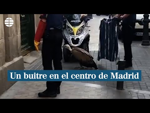 Un buitre desorientado y deshidratado en las calles del centro de Madrid