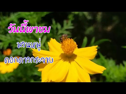พาชมดอกดาวกระจาย พาชมดอกดาวกระจาย