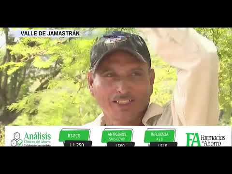 Intermediarios y cambio climático mantienen “fregados”a productores del Valle de Jamastrán