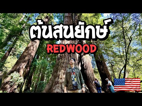 เดินเล่นชมต้นRedwoodในป่า|