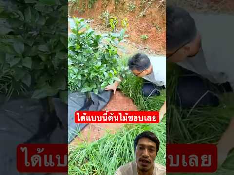 ผ้าคุมดินกำจัดวัชพืชfarmerpl