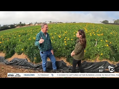 How lack of rain actually helped the Carlsbad Flower Fields