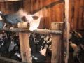 Цесарки: Цесарки