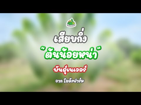เสียบกิ่งน้อยหน่าเนเวอร์ เสียบกิ่งน้อยหน่าเนเวอร์