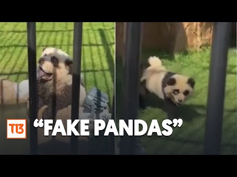 Fake pandas: Zoológico chino reconoce que sus pandas son perros pintados