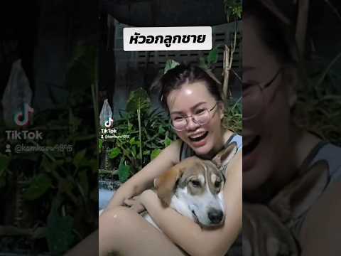 สัตว์เลี้ยงสุนัขสุนัขไทยหมา