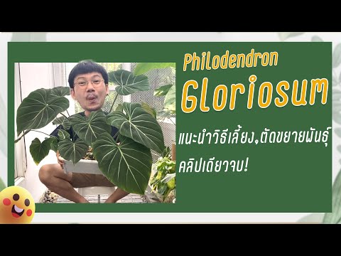 แนะนำต้นไม้สวยPhilodendronGl