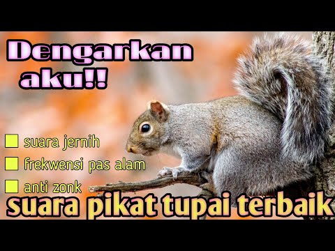 Suara pikat tupai ampuh(no copyright)