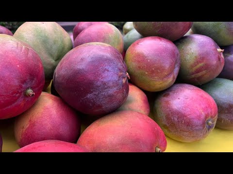 ¿Cuánto dura un mango en madurar?