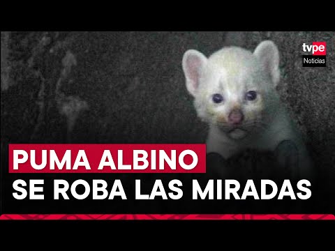 Peculiar puma albino nace en zoológico de Nicaragua y causa ternura