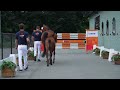 Cheval de dressage Kwaliteitsvol veulen uit een top stam!