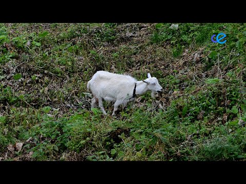 Sanidad hace un llamamiento a los propietarios de los animales de producción en situación ilegal