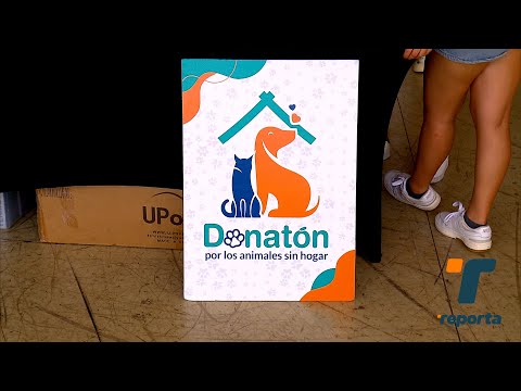 Donatón por los animales sin hogar para apoyar a rescatistas y fundaciones