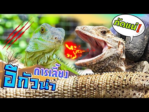 วิธีการเลือก-เลี้ยงอีกัวน่า..! วิธีการเลือก-เลี้ยงอีกัวน่า..!