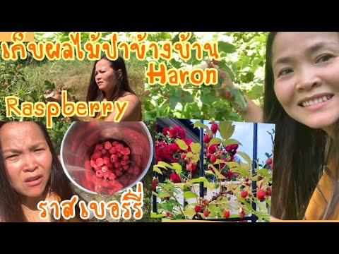 ราสเบอร์รี่ลูกใหญ่ๆแดงเก็บไปกิ ราสเบอร์รี่ลูกใหญ่ๆแดงเก็บไปกิ