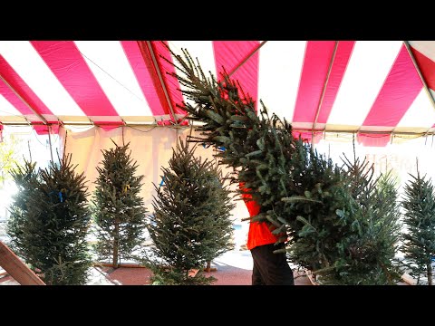 Shortages causing angst in ever-green Christmas tree market