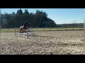 Springpaard 5 jarige Jilbert van 't ruytershof