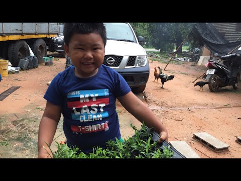 วิธีเพาะชำต้นคัตเตอร์-มากาเร็ต วิธีเพาะชำต้นคัตเตอร์-มากาเร็ต