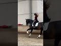 Dressage horse Cheval à vendre de dressage
