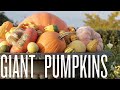 Тыква: Growing Giant Pumpkins