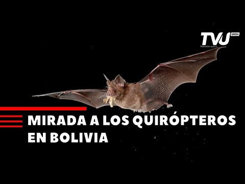 UNA MIRADA A LOS QUIRÓPTEROS EN BOLIVIA