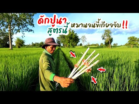 EP183บรรยากาศท้องทุ่ง-มาจับปูน EP183บรรยากาศท้องทุ่ง-มาจับปูน