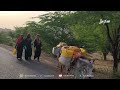 المهاجل الشعبية .. ألحان الحقول المهددة بالأفول