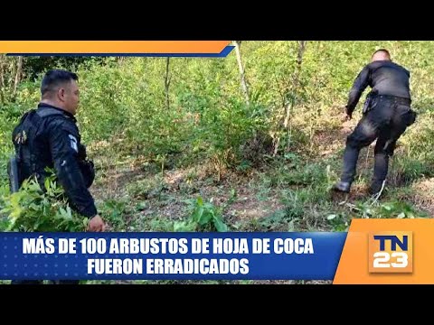 Más de 100 arbustos de hoja de coca fueron erradicados