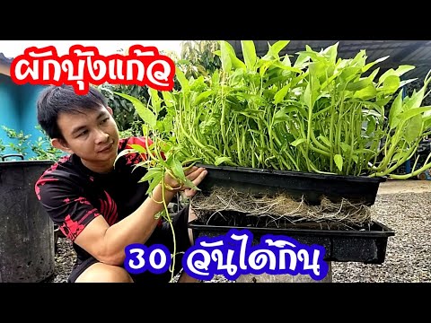 💥ปลูกผักบุ้งแก้ว-30วันได้กินพื 💥ปลูกผักบุ้งแก้ว-30วันได้กินพื